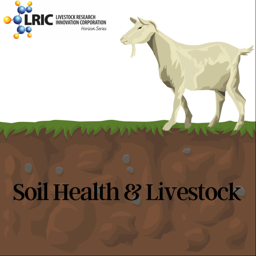 Image of goat walking on forage covered soil. Visual includes soil below the grass.