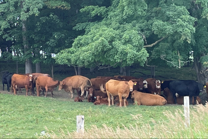 Cattle under trees on pasture