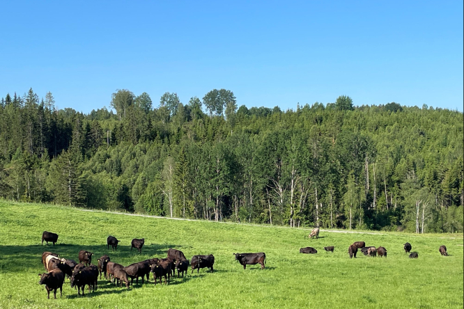 cattle on pasture