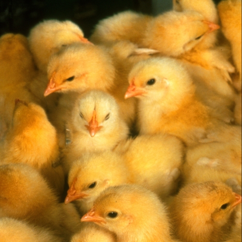 Picture of day group of day old chicks
