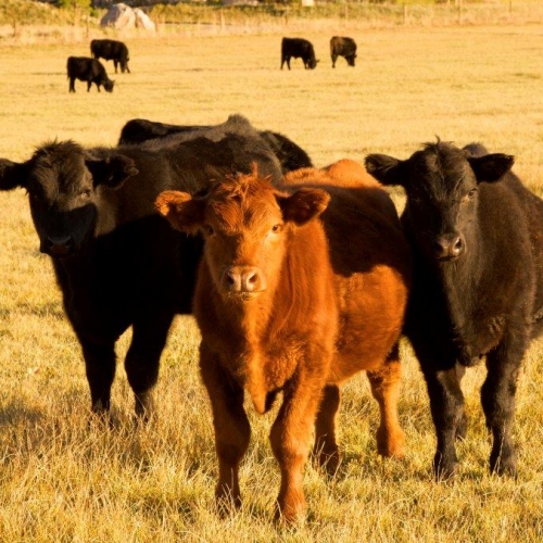 Picture of three beef cows looking at the viewer.